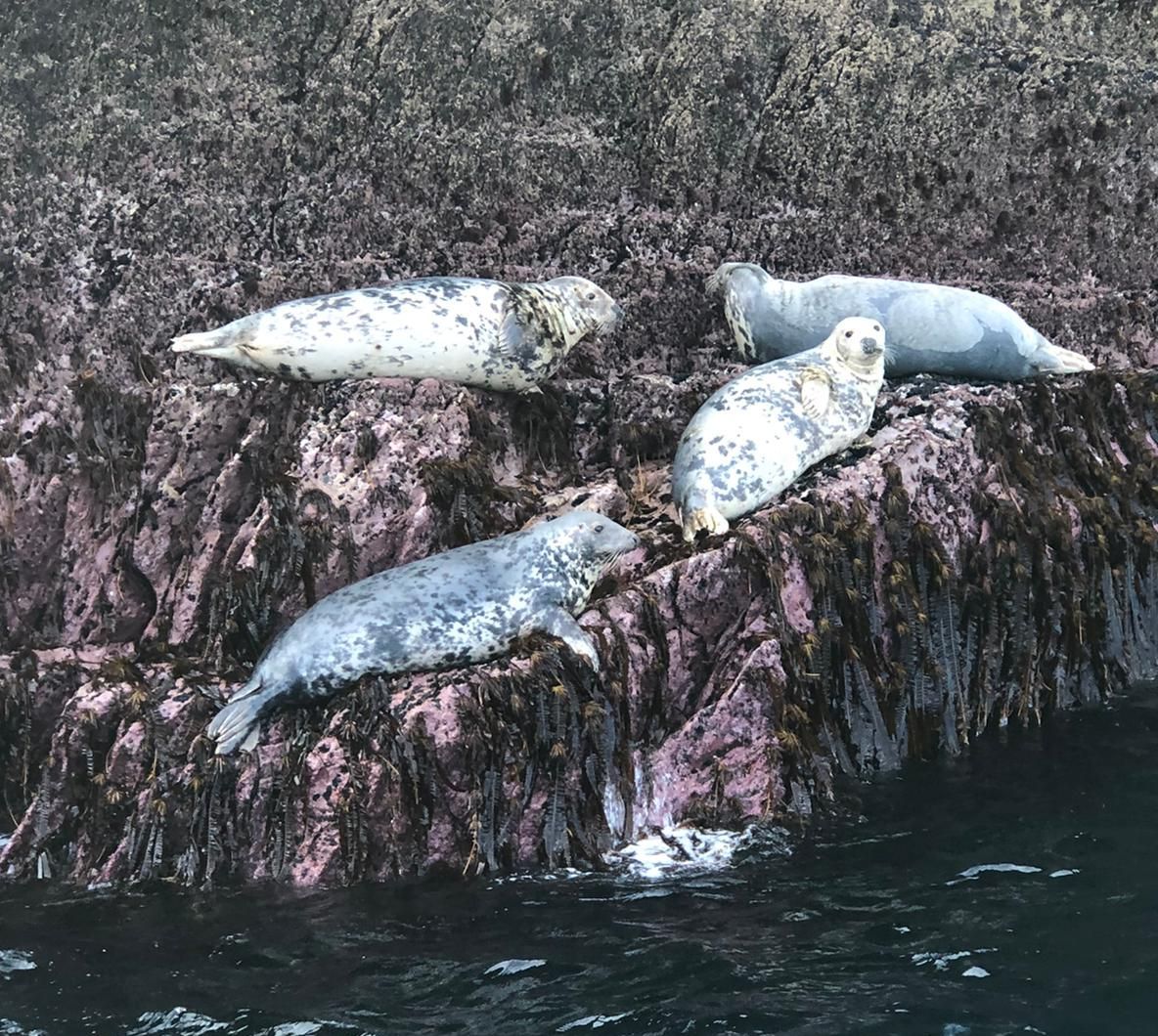 seals